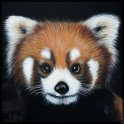 Roter Panda 1; Acryl auf Leinwand;
60 x 60 cm;
verkauft